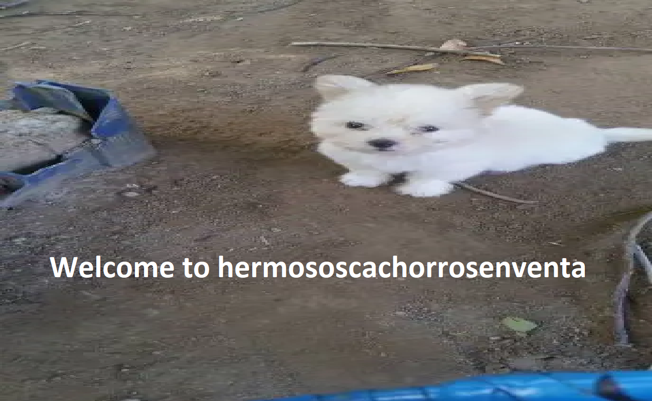 Hermosos Cachorros Hermosos Cachorros