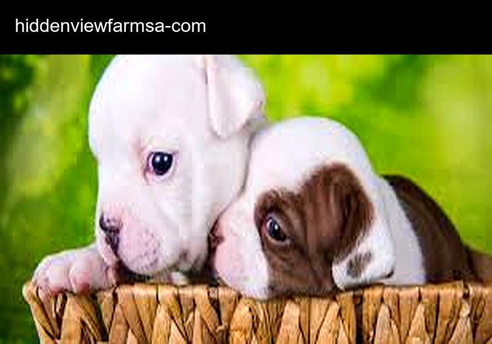 Hidden View Pups