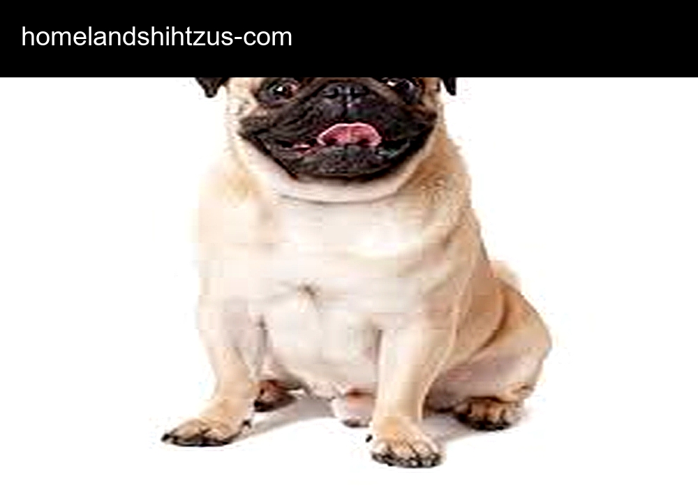 Homeland Shihtzus