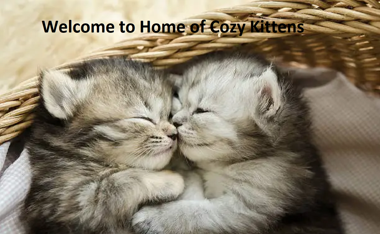 Home of Cozy Kittens