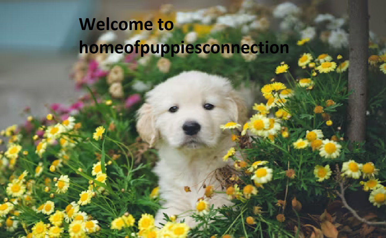 Home of Puppies Connection