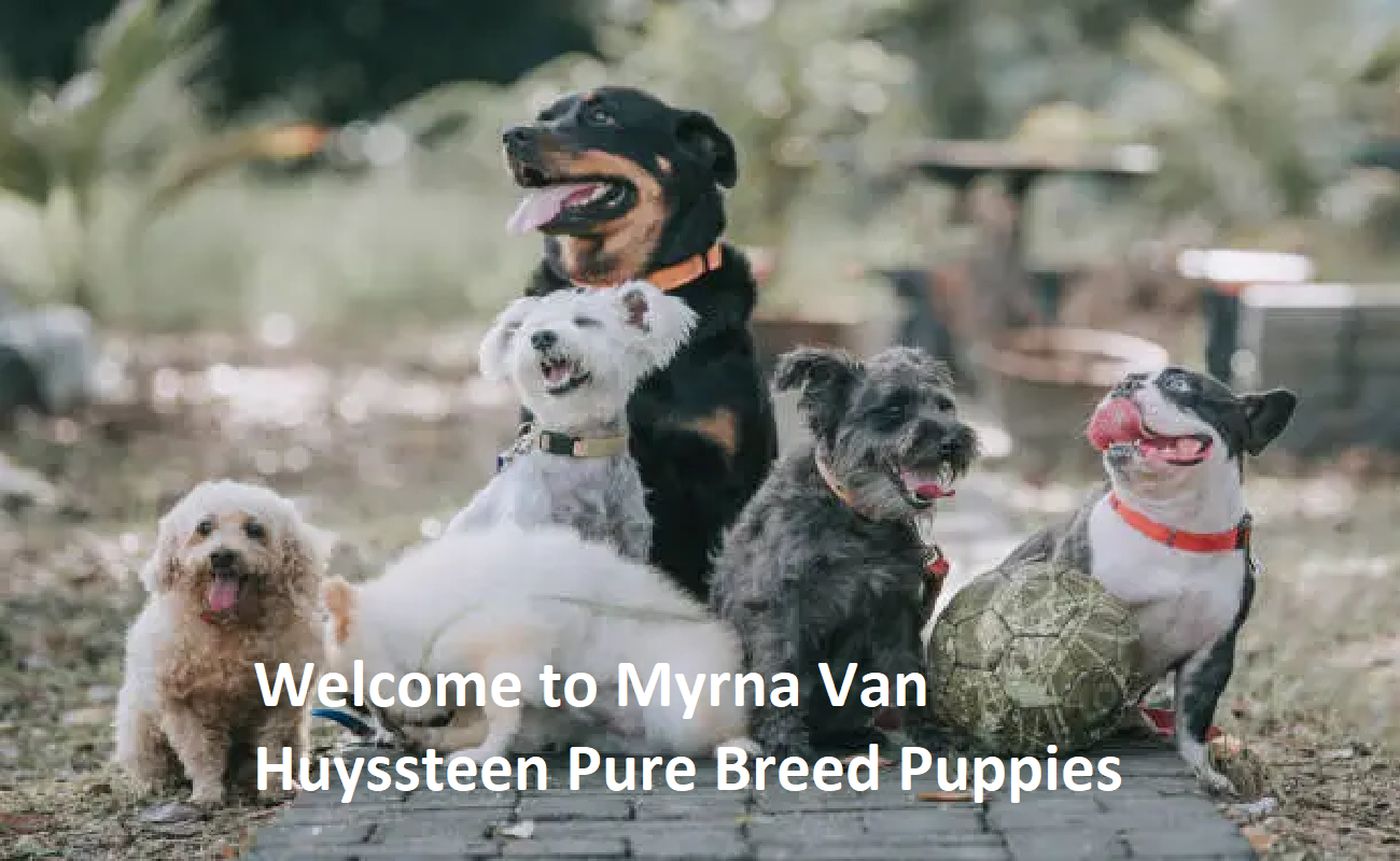 Myrna Van Huyssteen Pure Breed Puppies