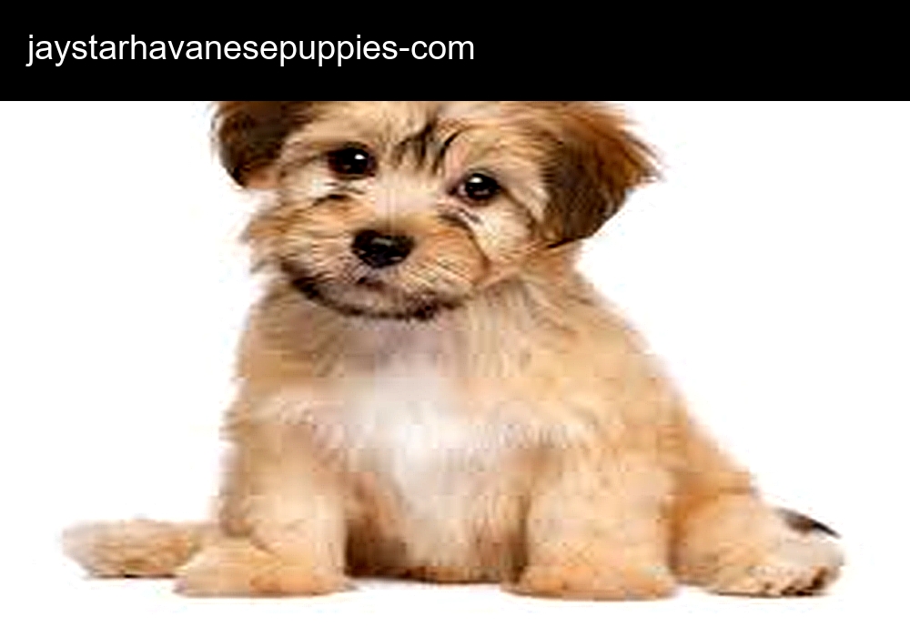 Healthy Havanese Puppies For Sale