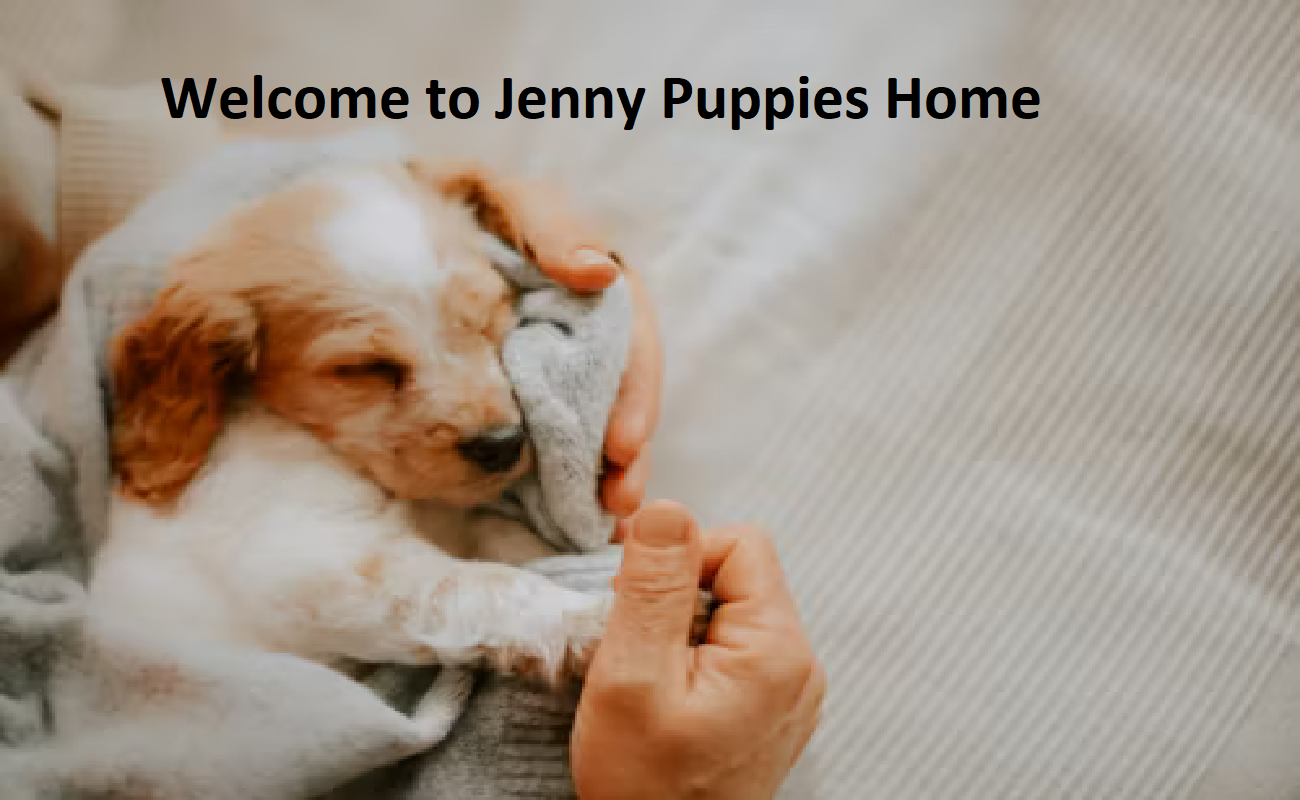 Jenny Puppies Home