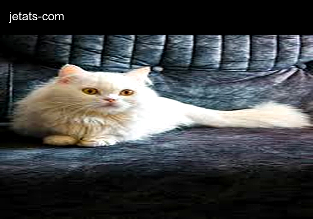 JET Animal Transport & Services