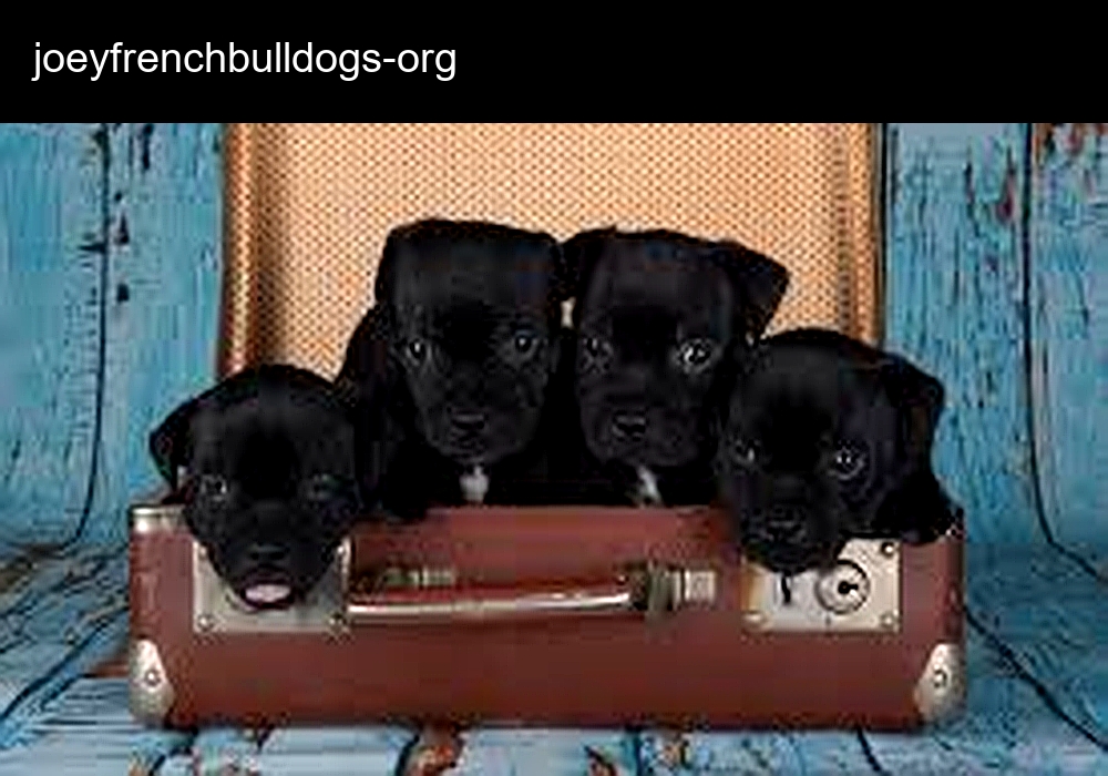 French Bulldogs Home