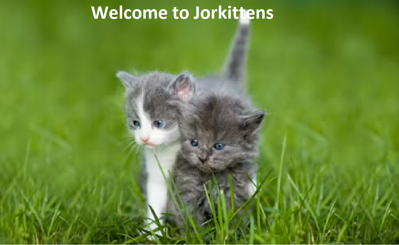 Jor Kittens