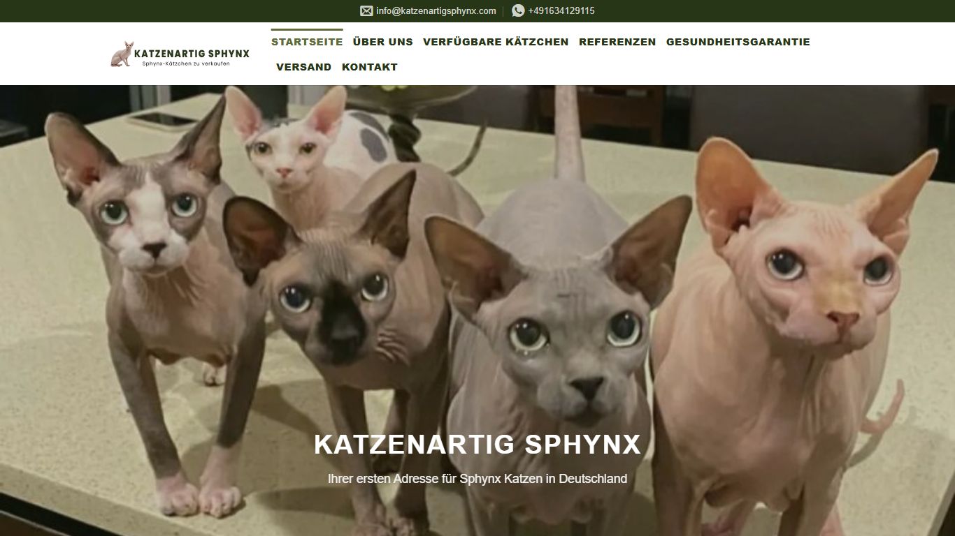 Katzenartig Sphynx