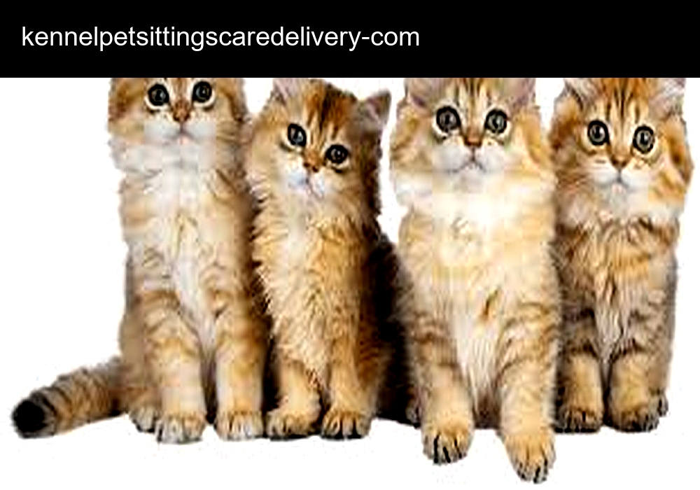 Sun Lightpetcare Delivery Care Sun Lightpetcare Delivery Care