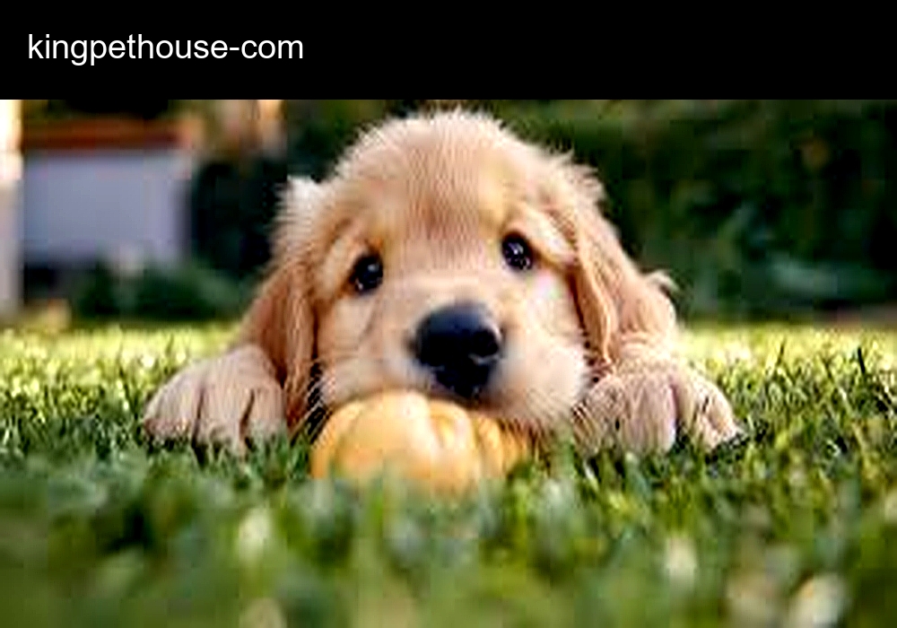 KingPetHouse