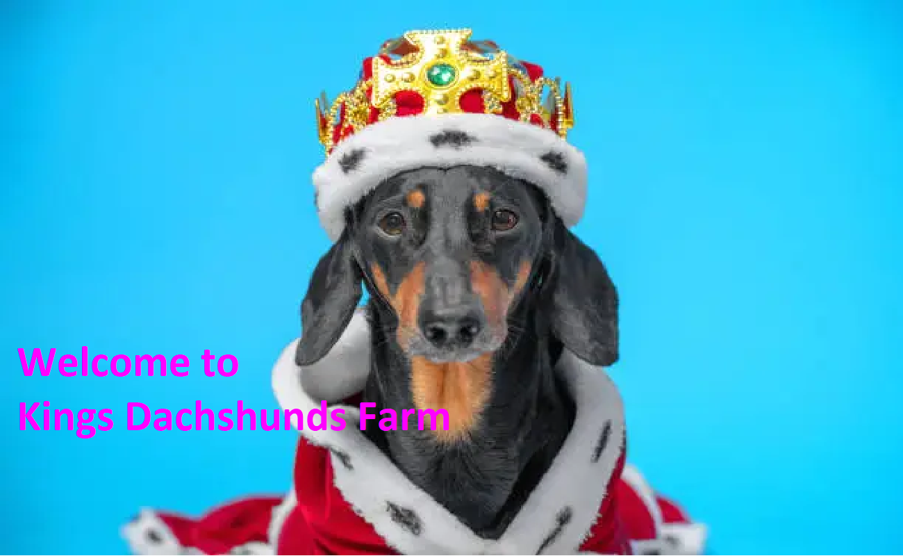 Kings Dachshunds Farm