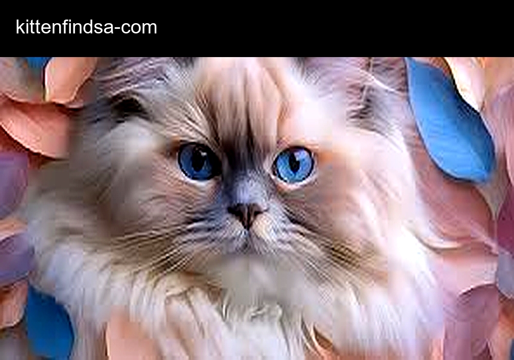 Kitten Find SA