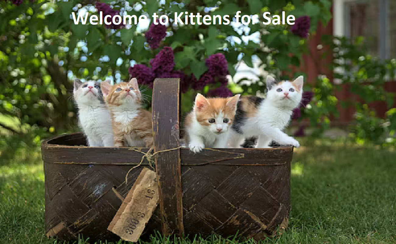 Reputable Breeders SA