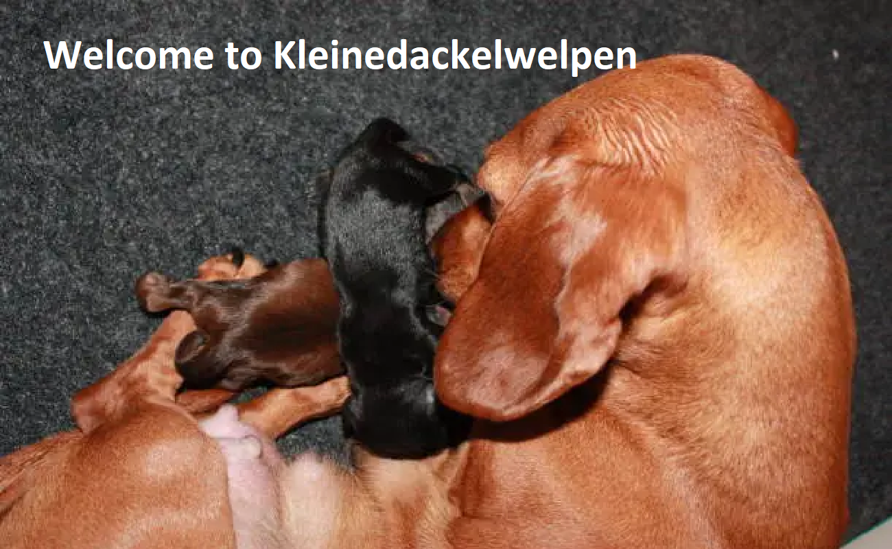 Kleine Dackelwelpen