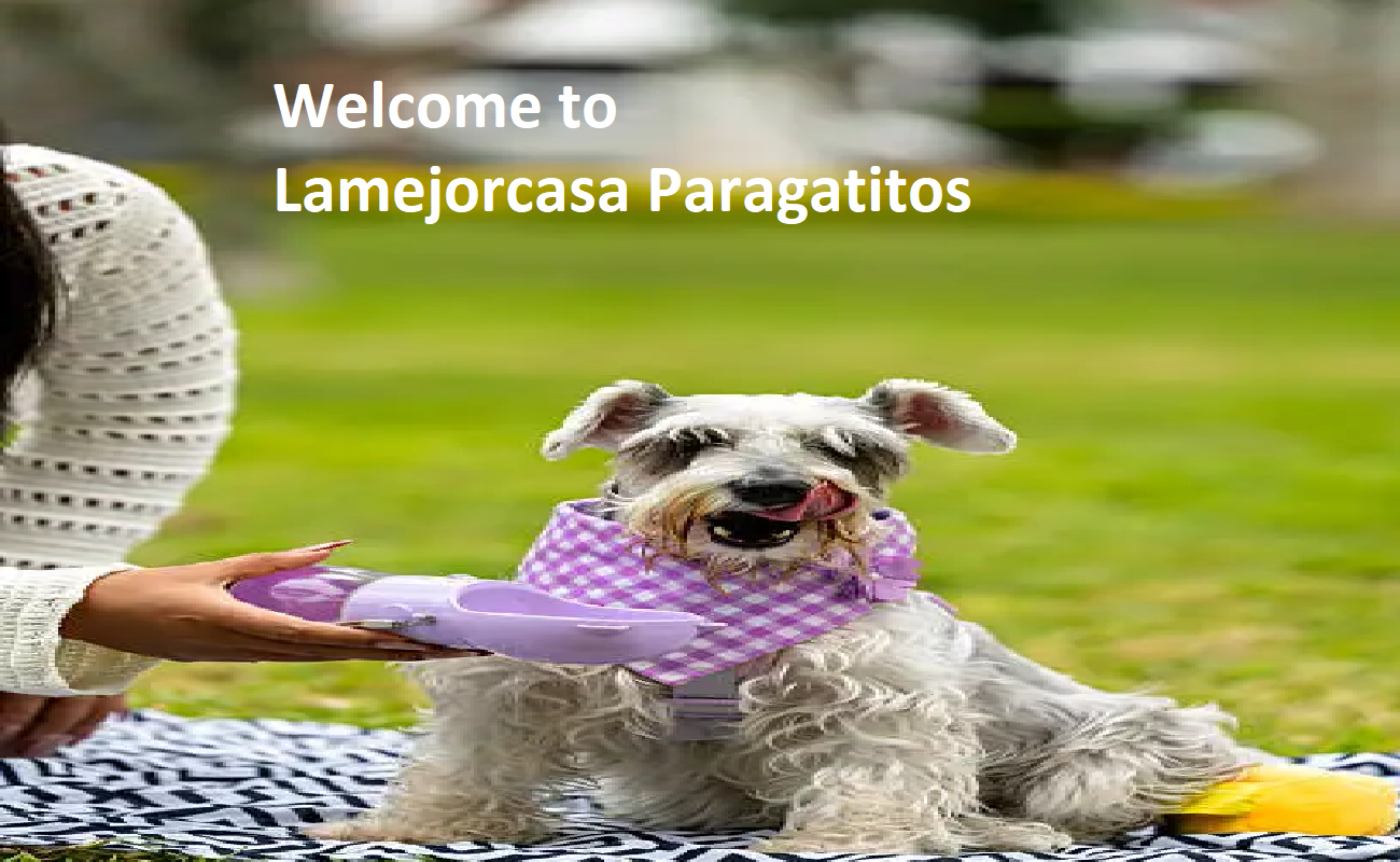 La Mejor Casa Para Gatitos