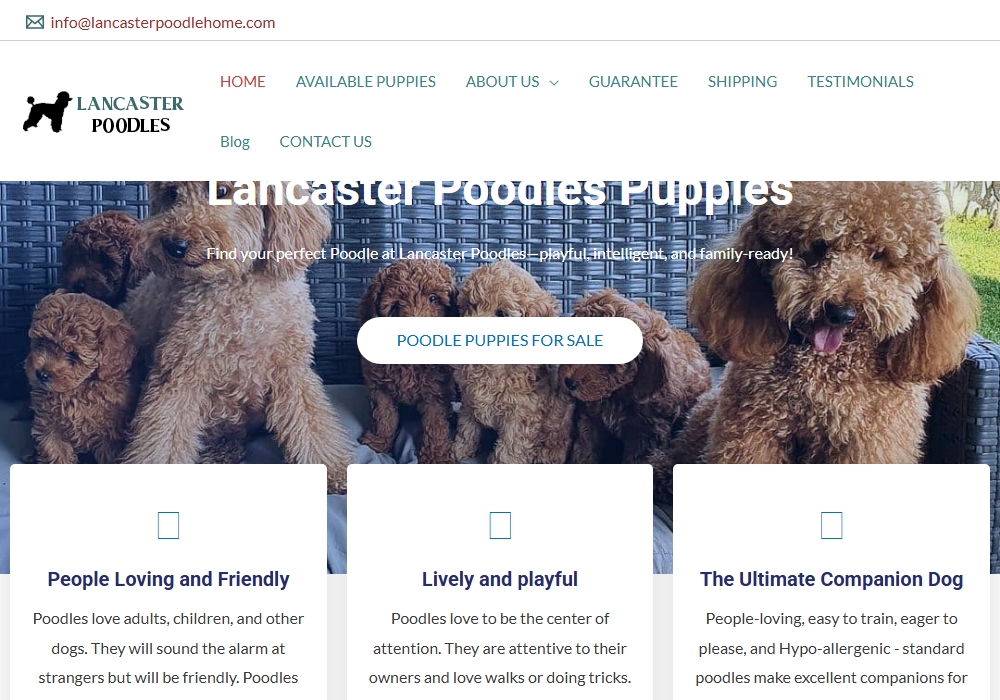 Lancaster Poodle Puppies