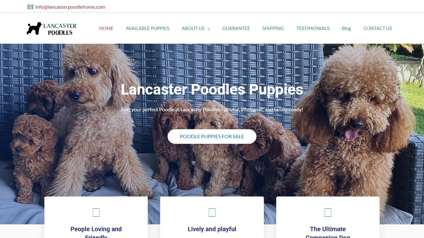 Lancaster Poodle Puppies