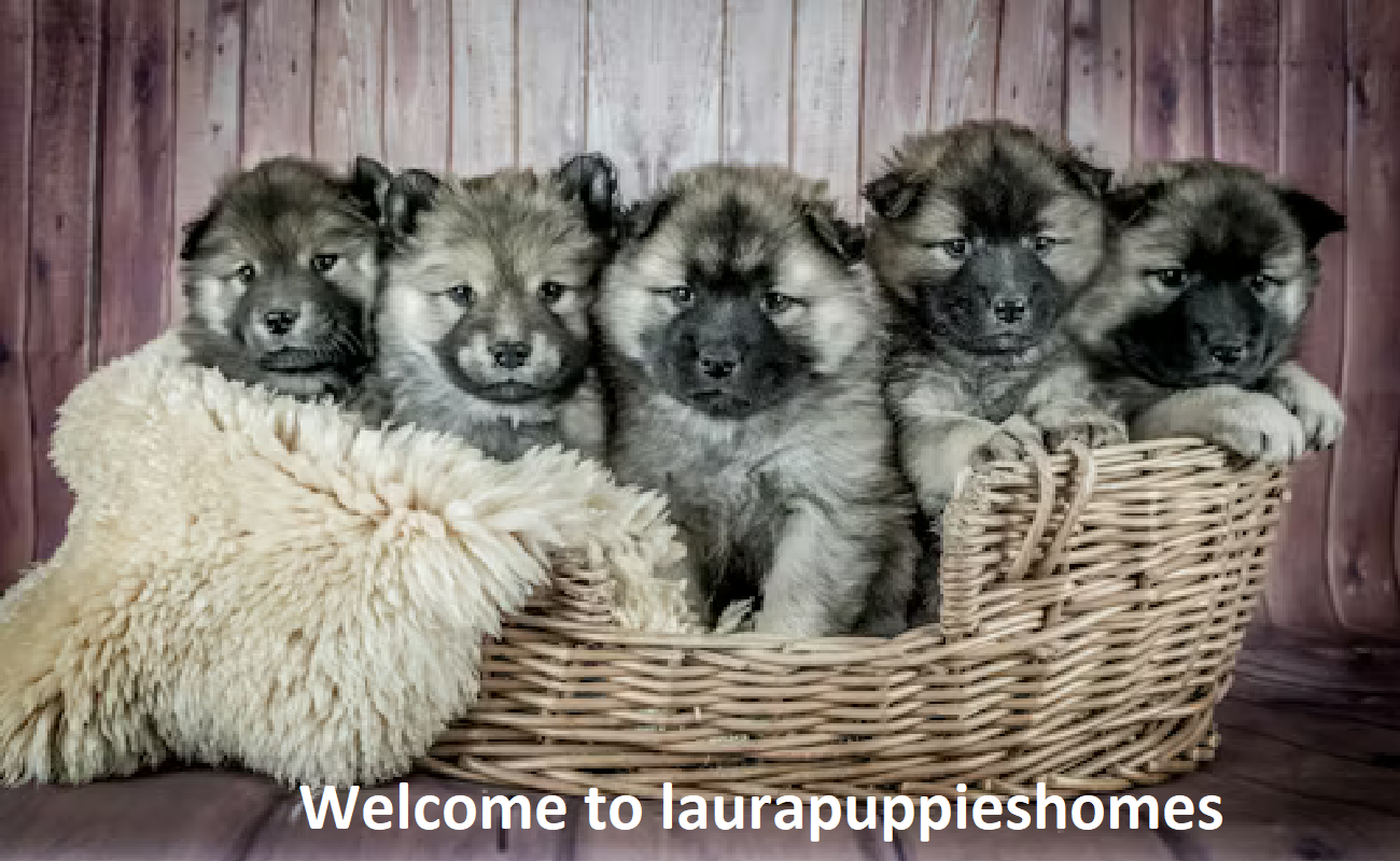 Laura Puppies Home Laura Puppies Home