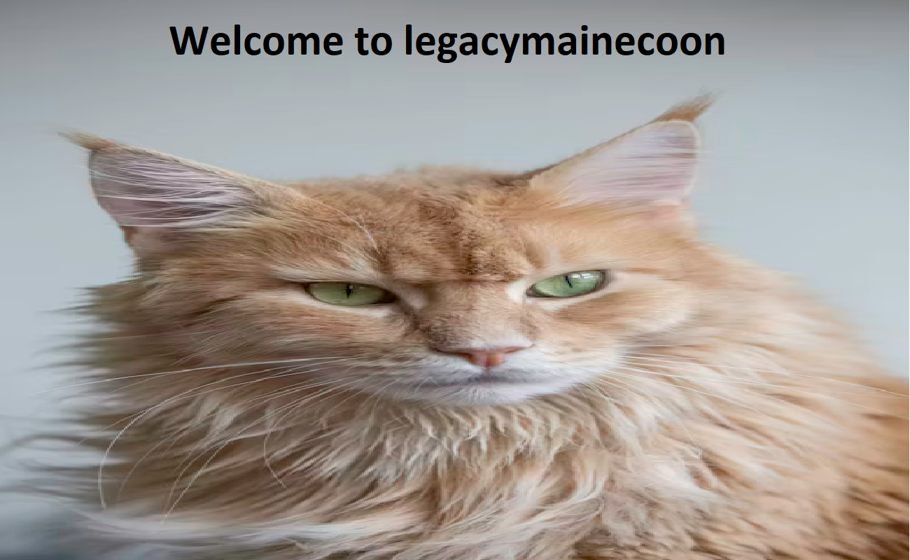 Legacy Maine Coons