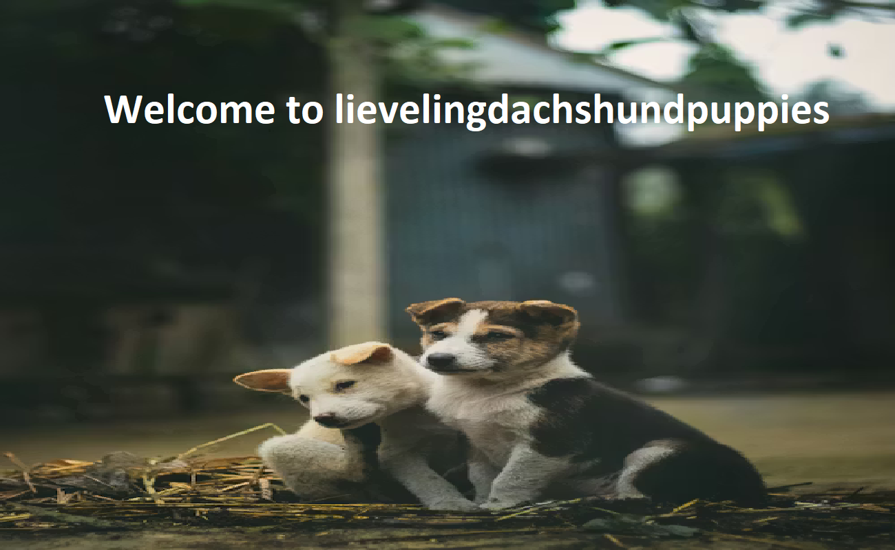 Lieveling Dachshund Puppies LLC