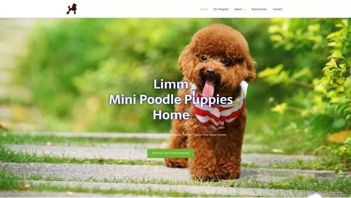 Limms mini poodle pups home