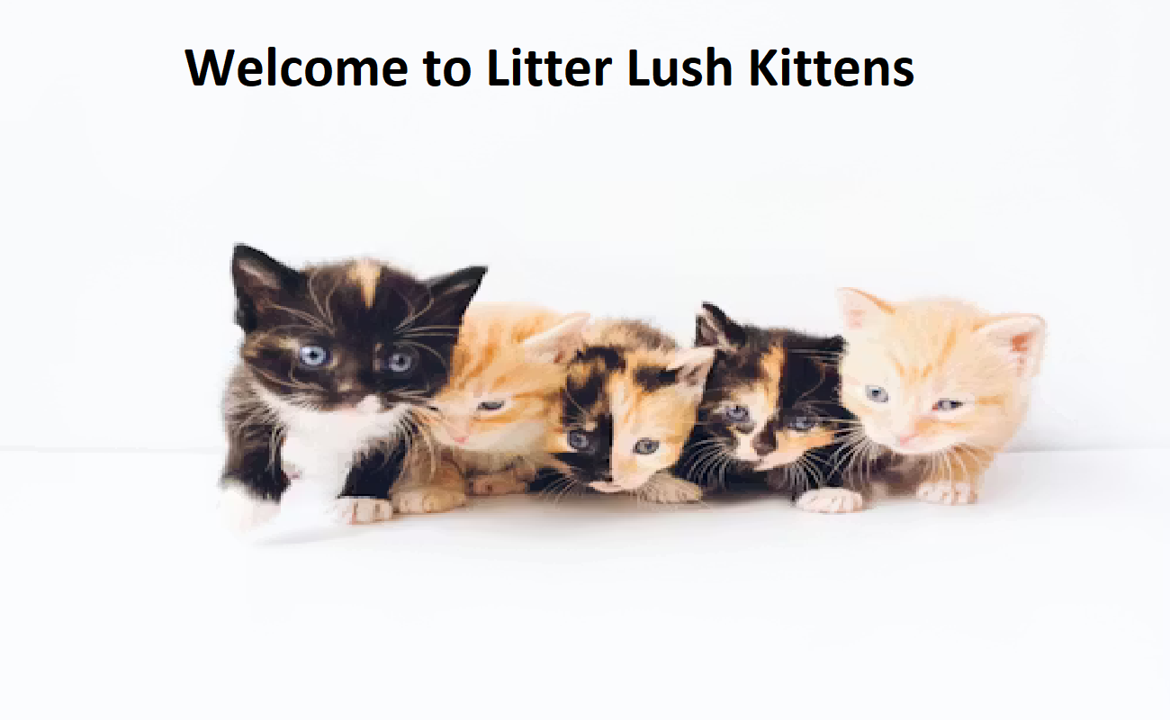 Litterlush Kittens