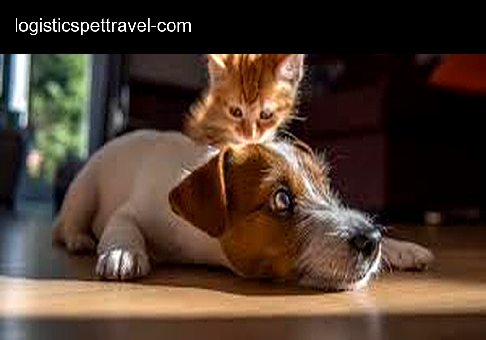 Logistics Pet Travel Logistics Pet Travel