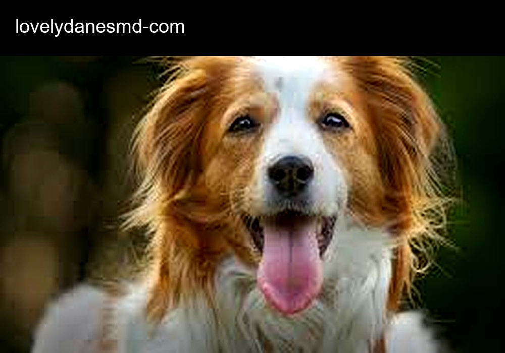 Lovely Danes Md