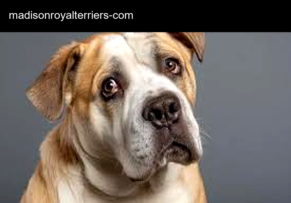 Madison Royal Terriers