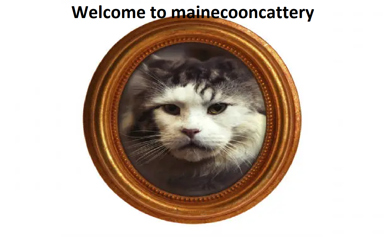 Champion Koonz Cattery