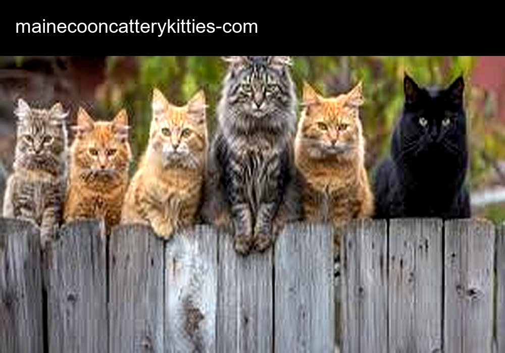 Maine Coon Cattery Kitties