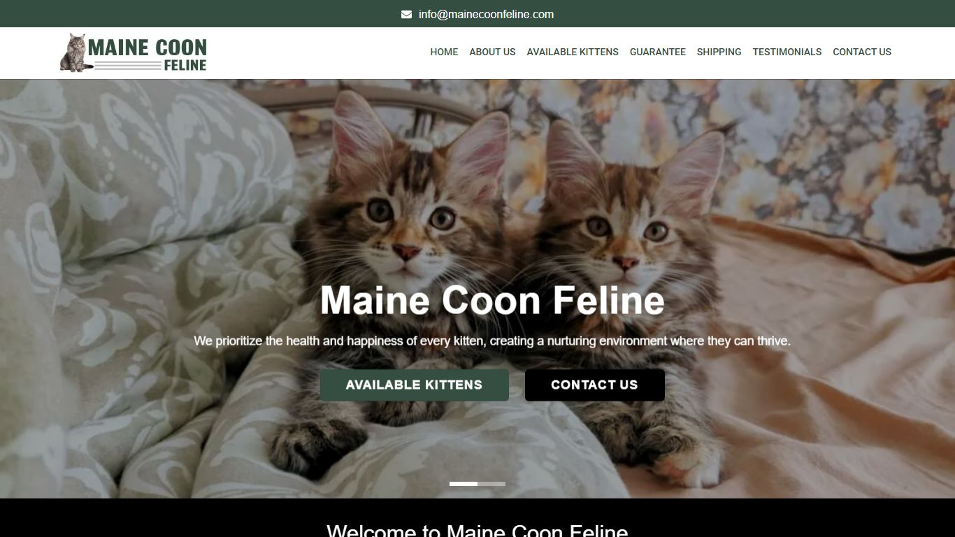 Maine Coon Feline Maine Coon Feline