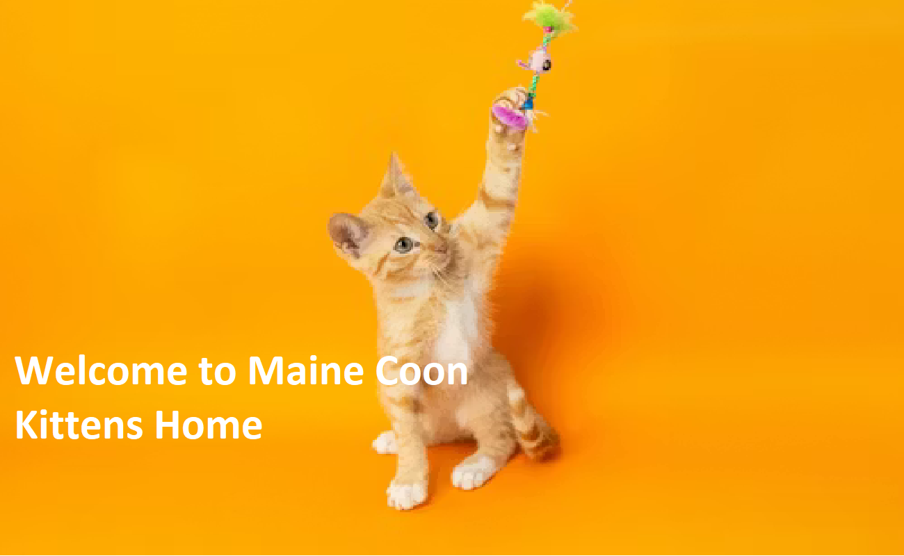 Maine Coon Kitten Home Maine Coon Kitten Home