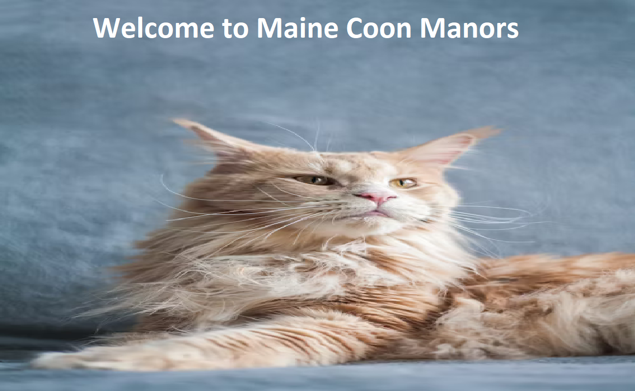 Maine Coon Manors Breeder