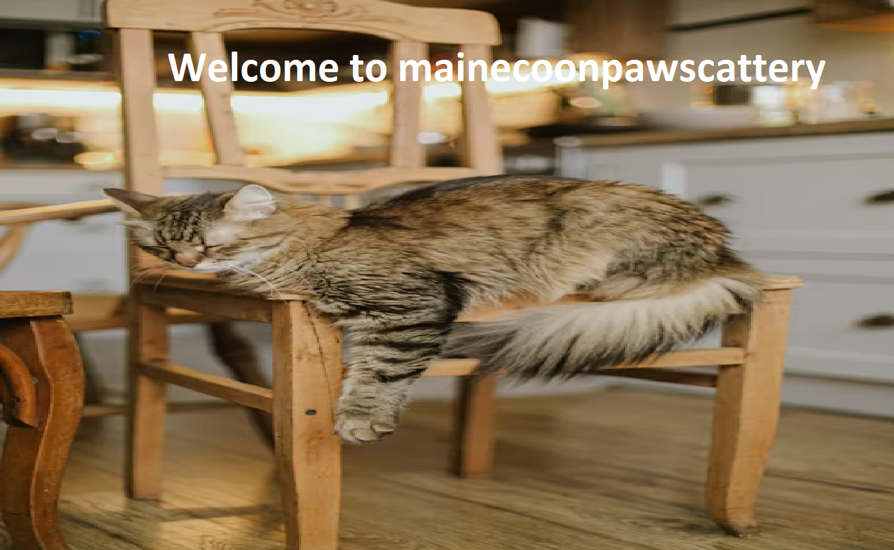 Fluffy Maine Coons Paws Cattery