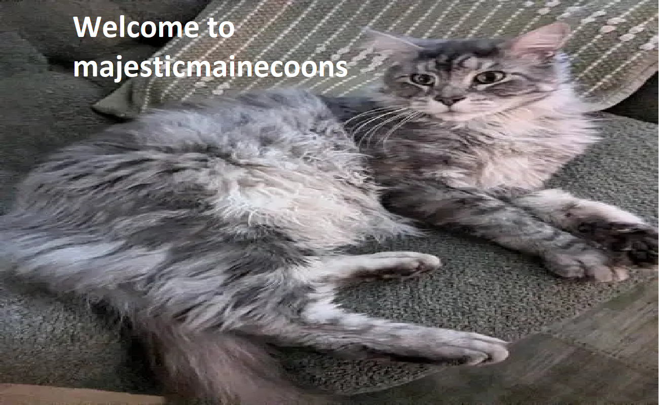 Gentle Giants Maine Coon Cattery