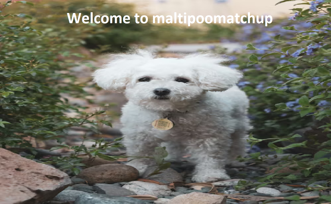 Maltipoo Puppies Online