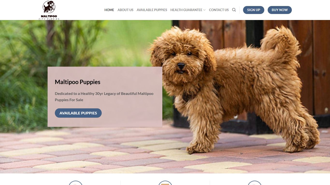 Maltipoo's City Puppies Maltipoo's City Puppies