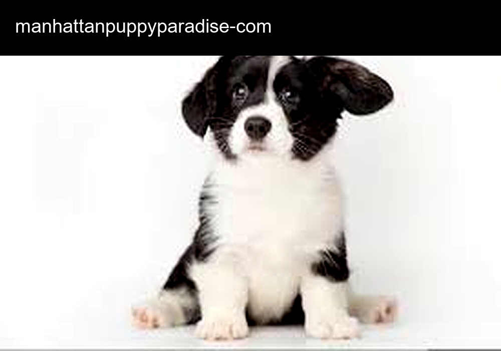 Manhattan Puppy Paradise Manhattan Puppy Paradise