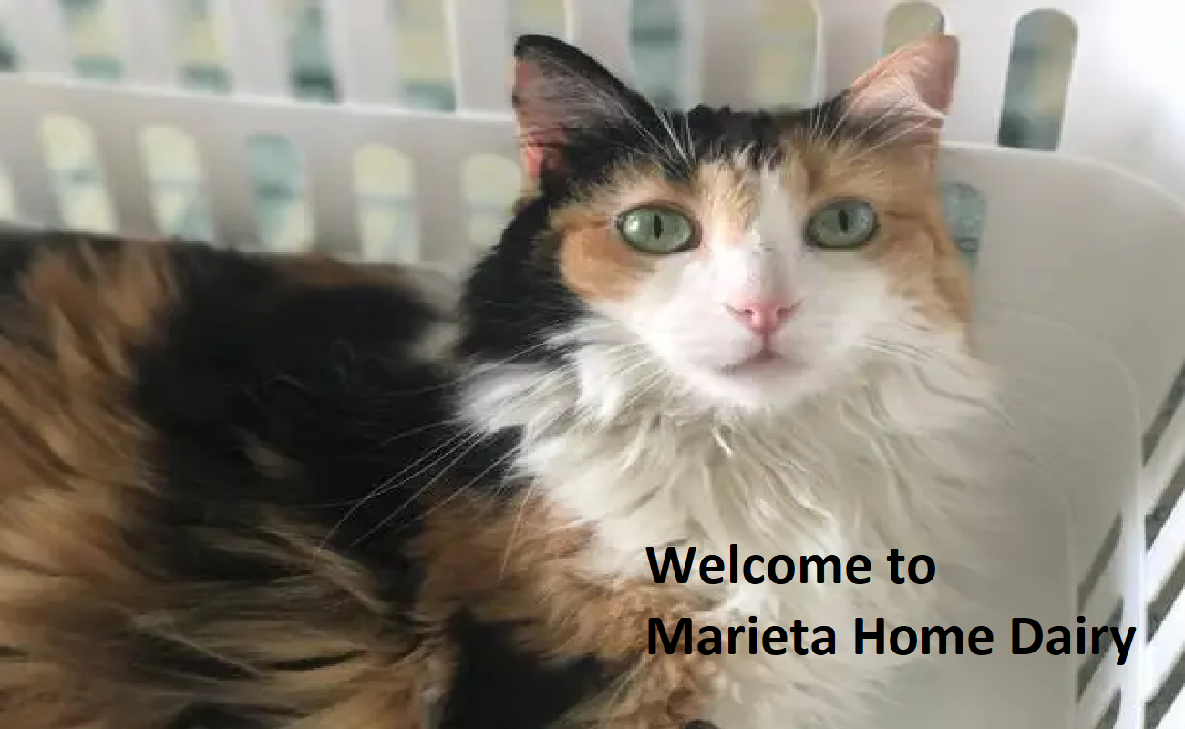 Marieta Home Dairy