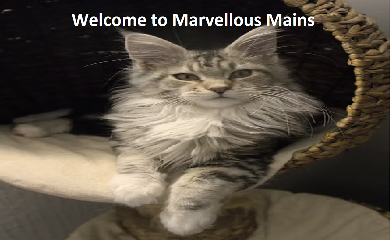 MarvelousMains Cattery