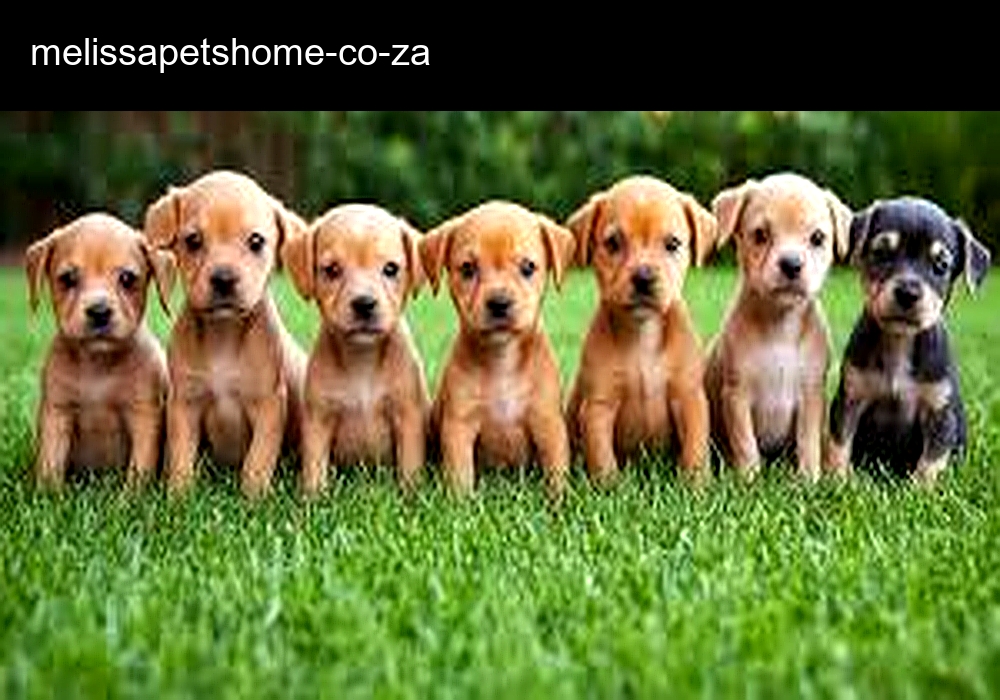 Melissa Pets Home