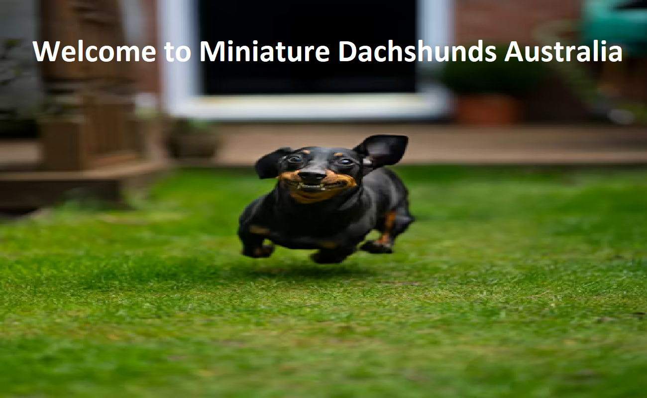 Miniature Dachshunds Australia Miniature Dachshunds Australia
