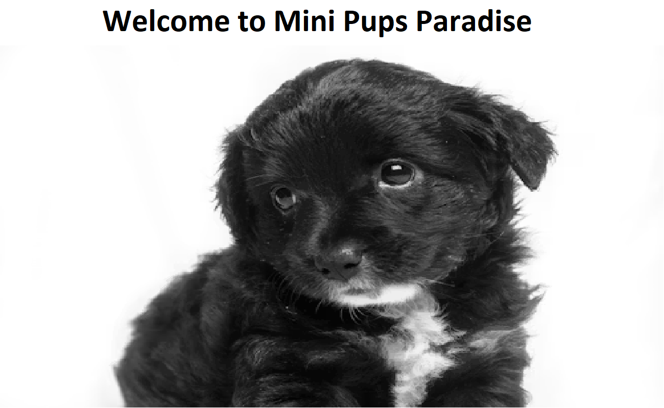 Mini Puppies Paradise Mini Puppies Paradise