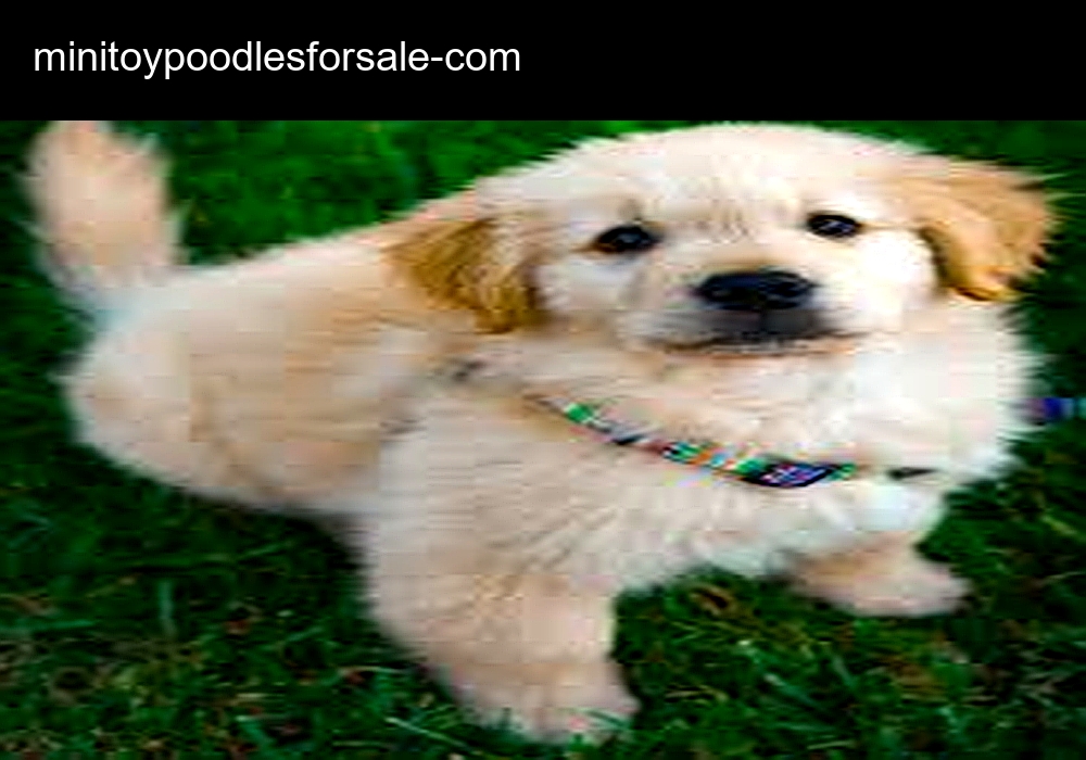 Paramount Poodles