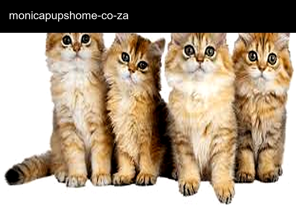 Monic Puppies Home