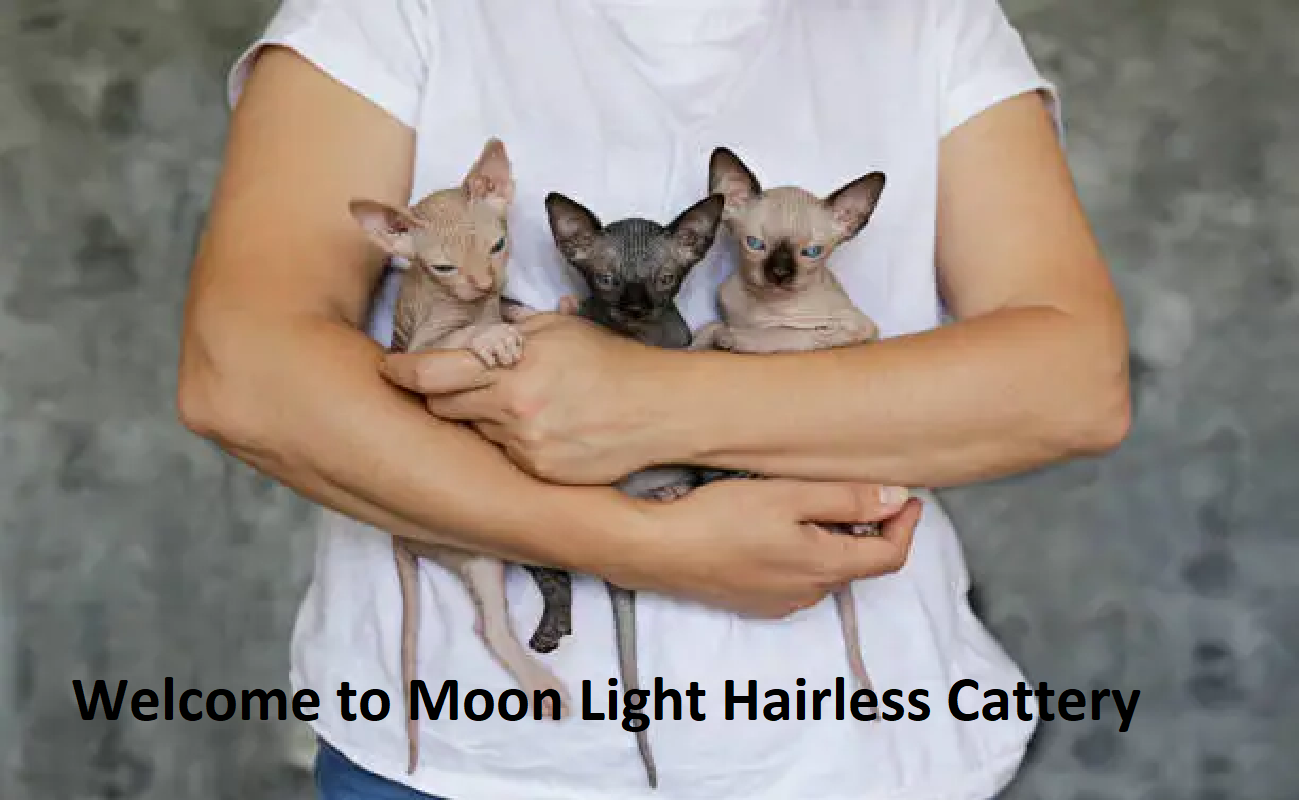 Moonlight Hairless Cattery