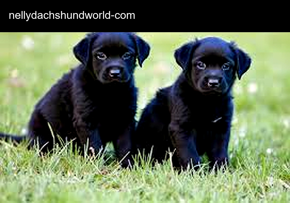 Puppy Petite Farm