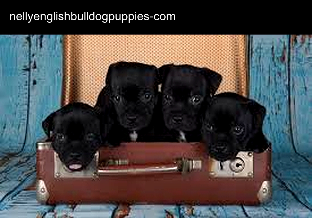 Nelly English Bulldog Puppies Nelly English Bulldog Puppies