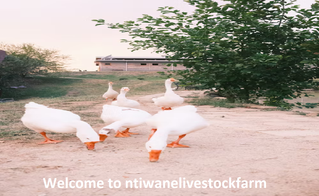 Ntiwane Livestock Farm